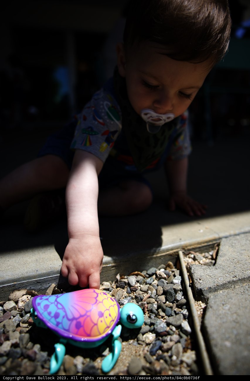 Tiny Explorer and the Toy Turtle