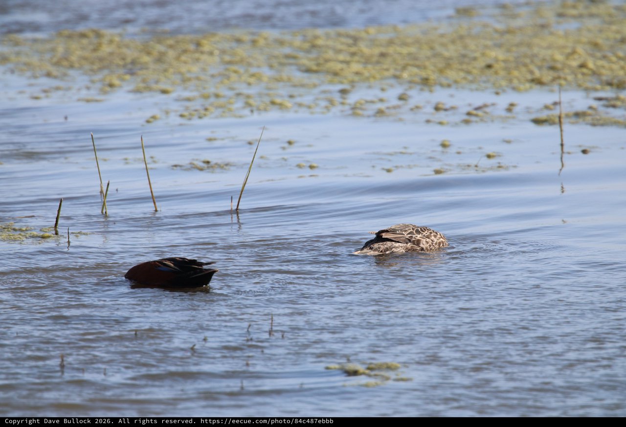 Cinnamon Teal Pair Swimming in Wetland Waters