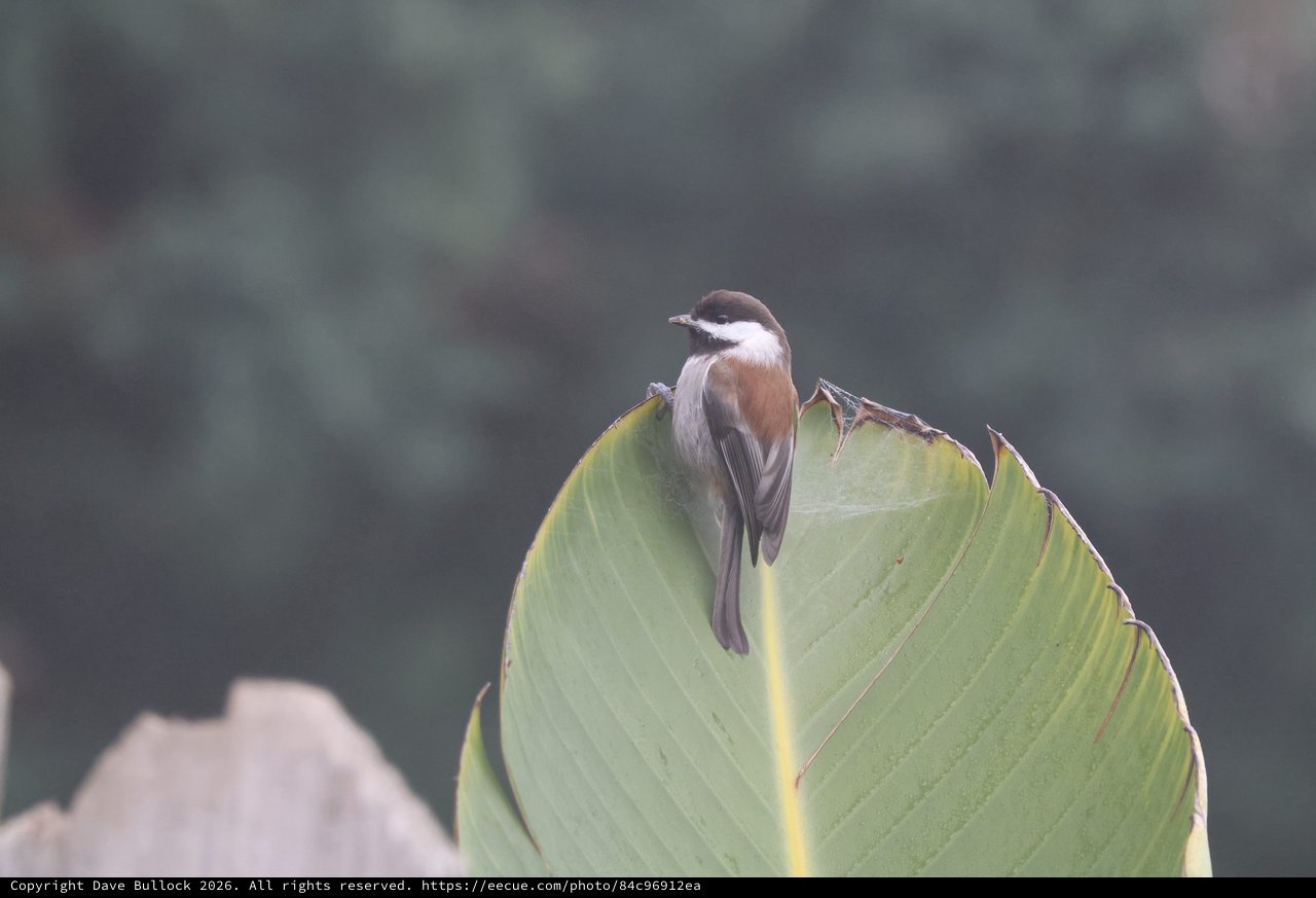 Brown Shrike Perched on Banana Leaf at Dusk