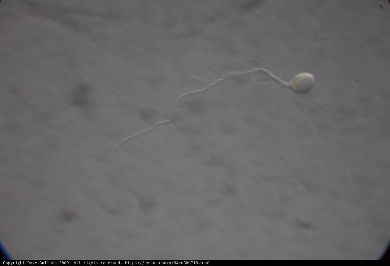 Mystery Object in the Wilderness