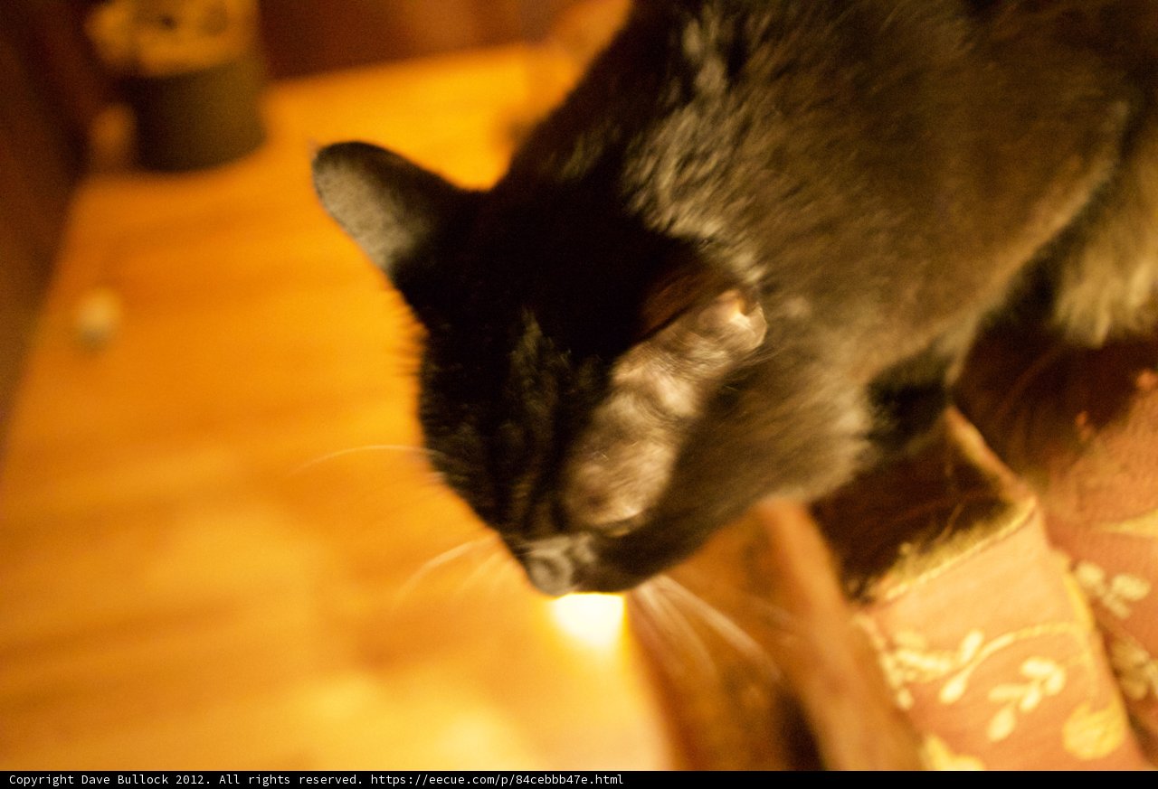Black Cat Napping on Hardwood Chair