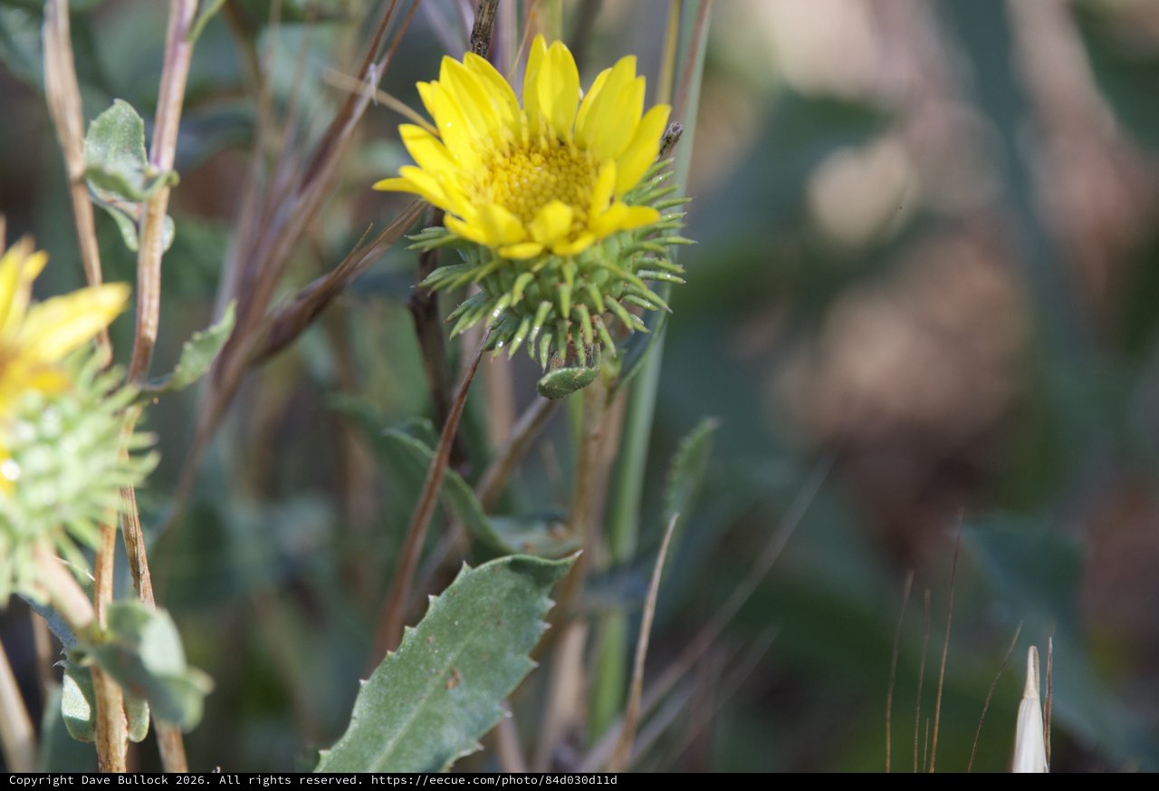 Spiny Gumweed Blooms on Mount Diablo's Slopes