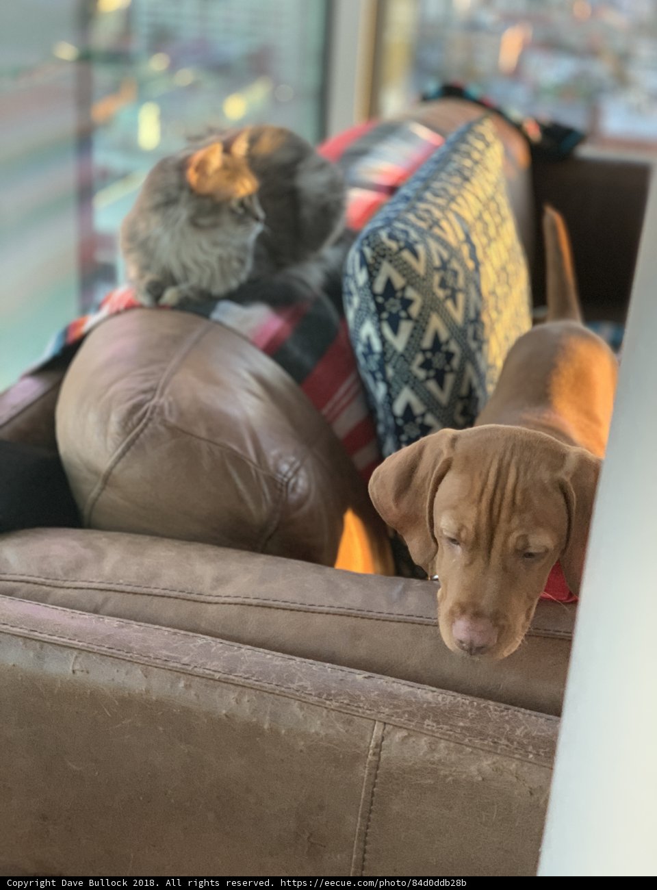 Furry Friends Take a Nap on the Couch