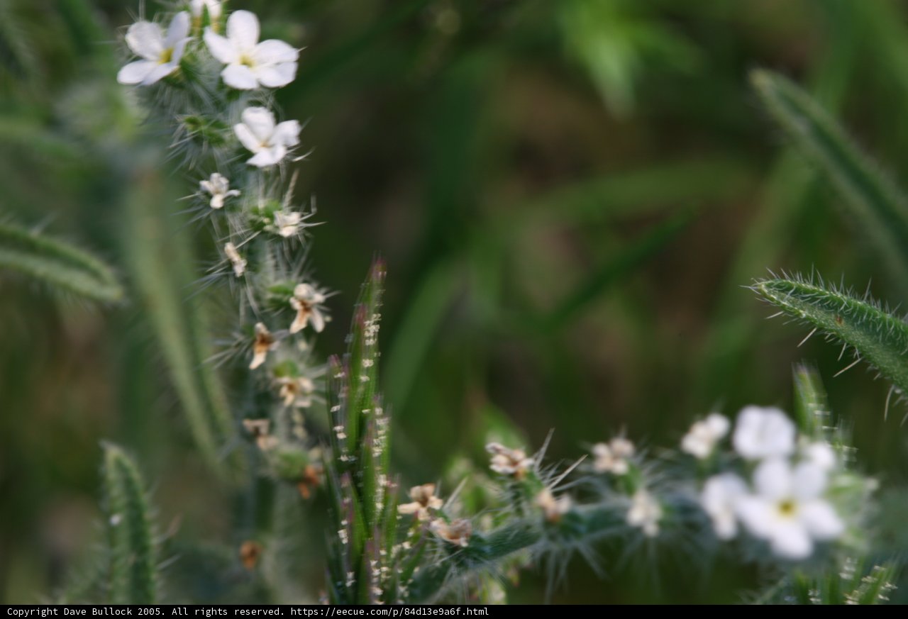 White Flowers in the Grass