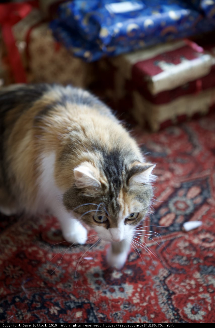Christmas Cat Walk