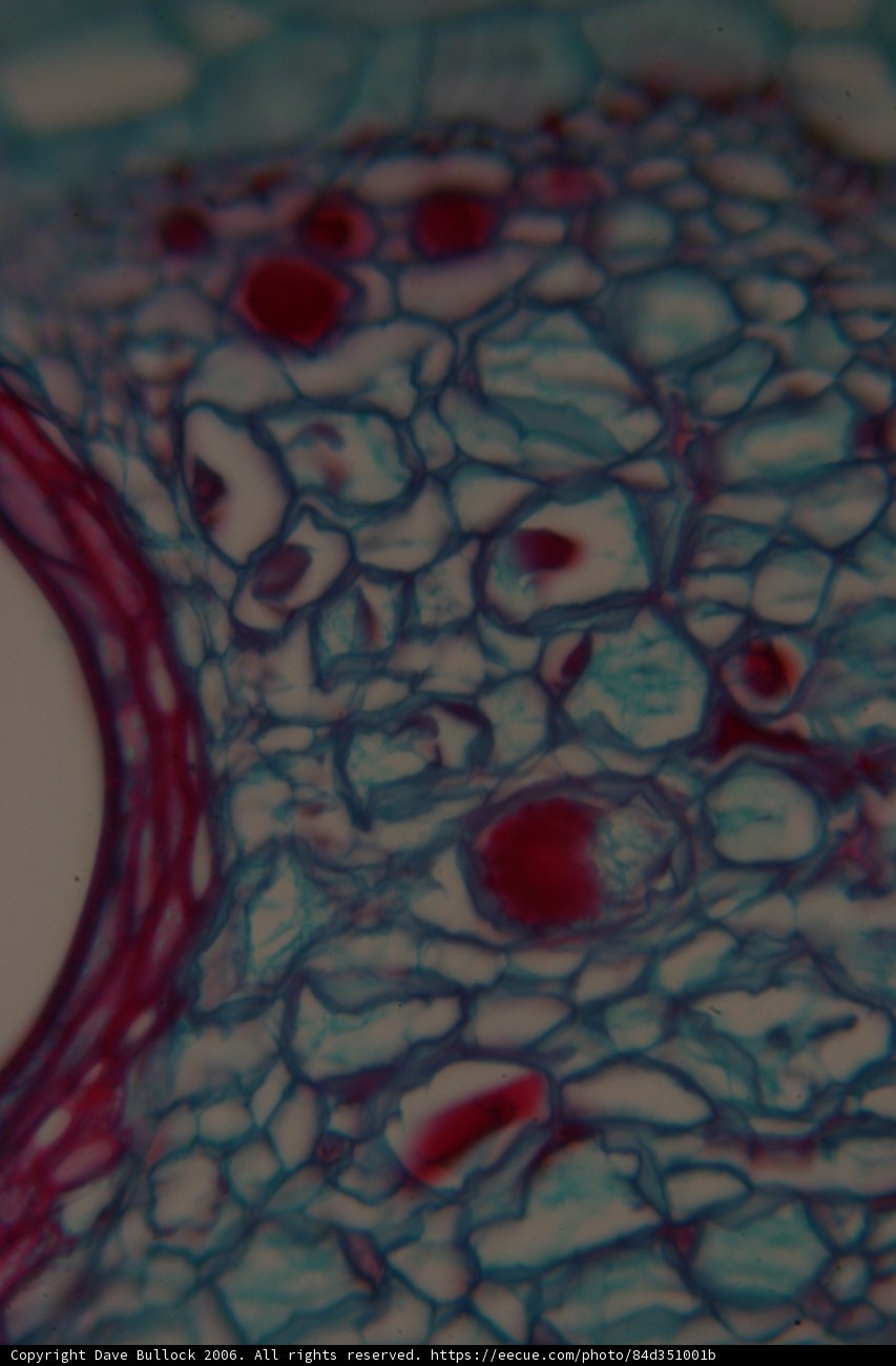 The Intricate Patterns of Plant Life