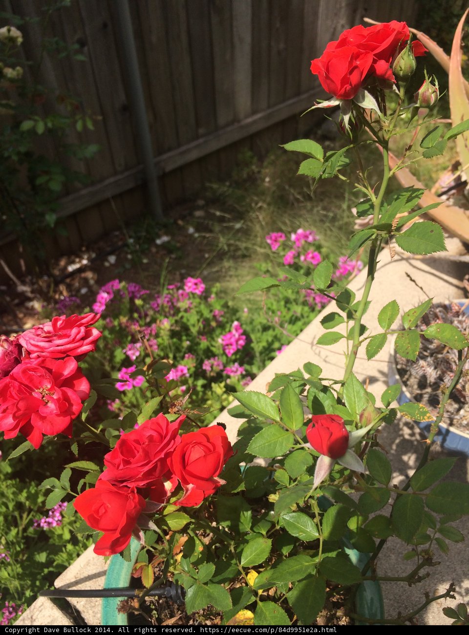The Beauty of Red Rose Potpourri