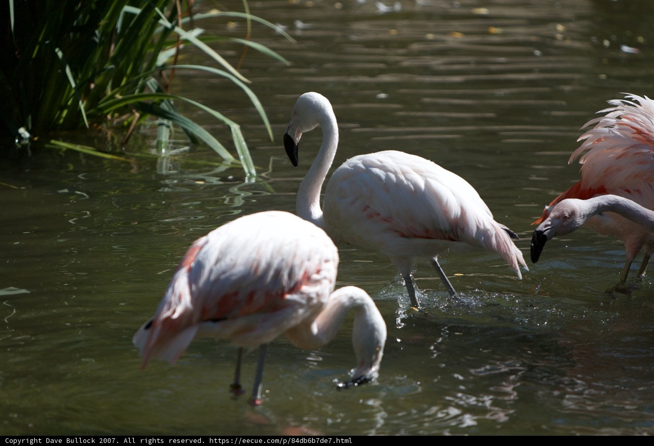 Three Elegant Flamingos in the Wild