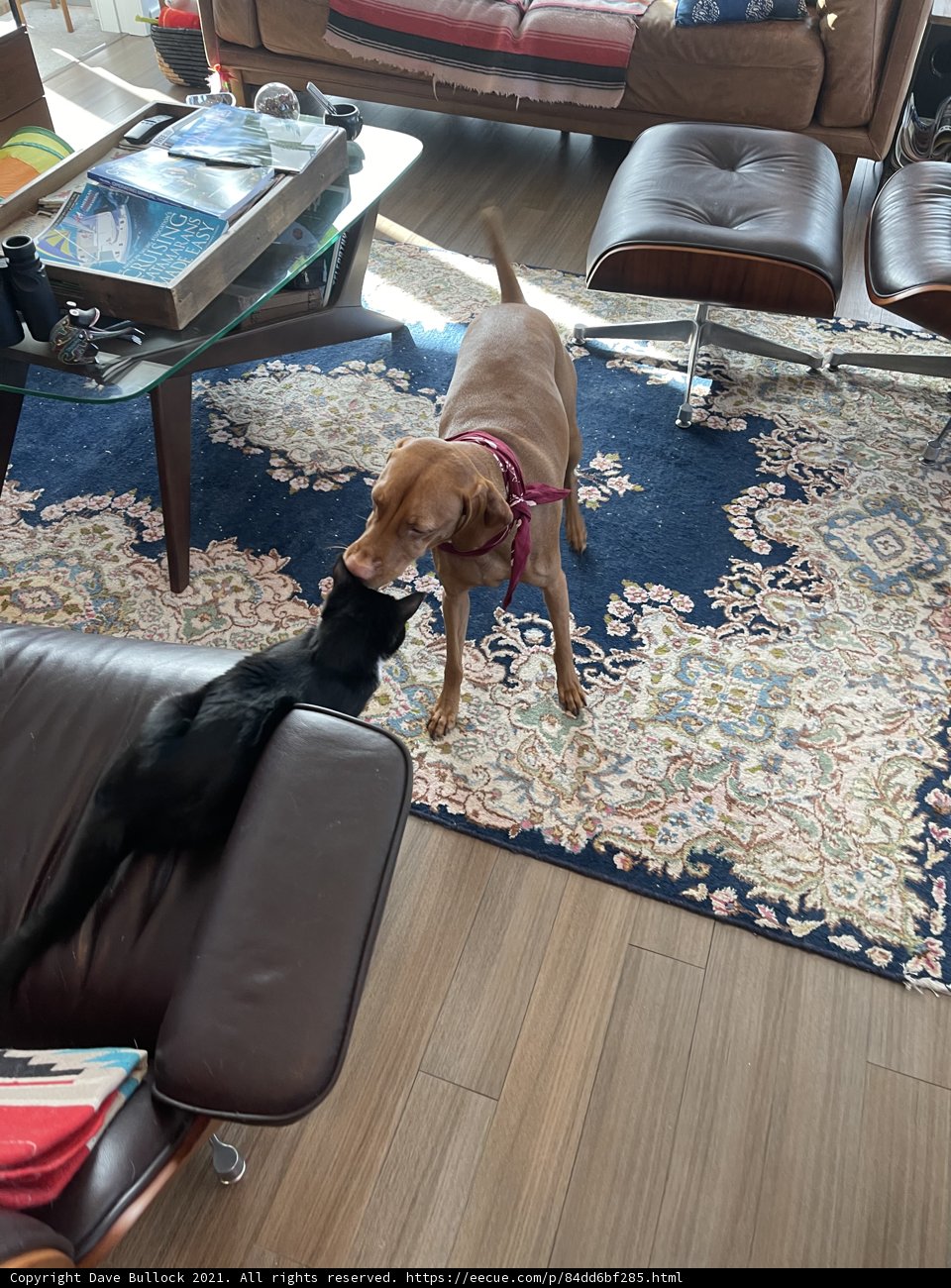 Furry Friends in the Living Room