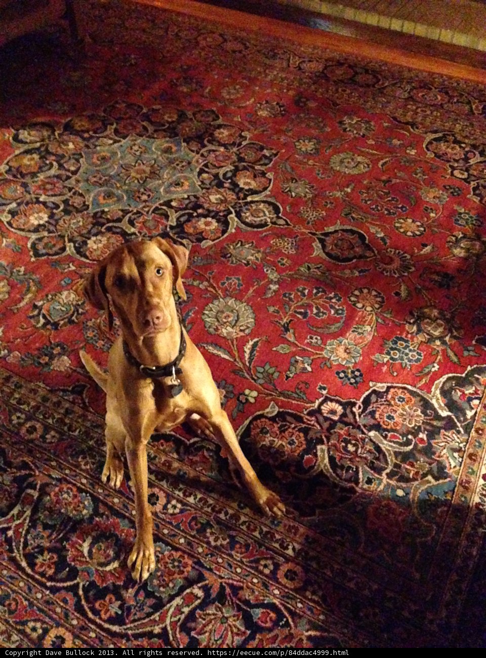 Home Decor Goes to the Dogs