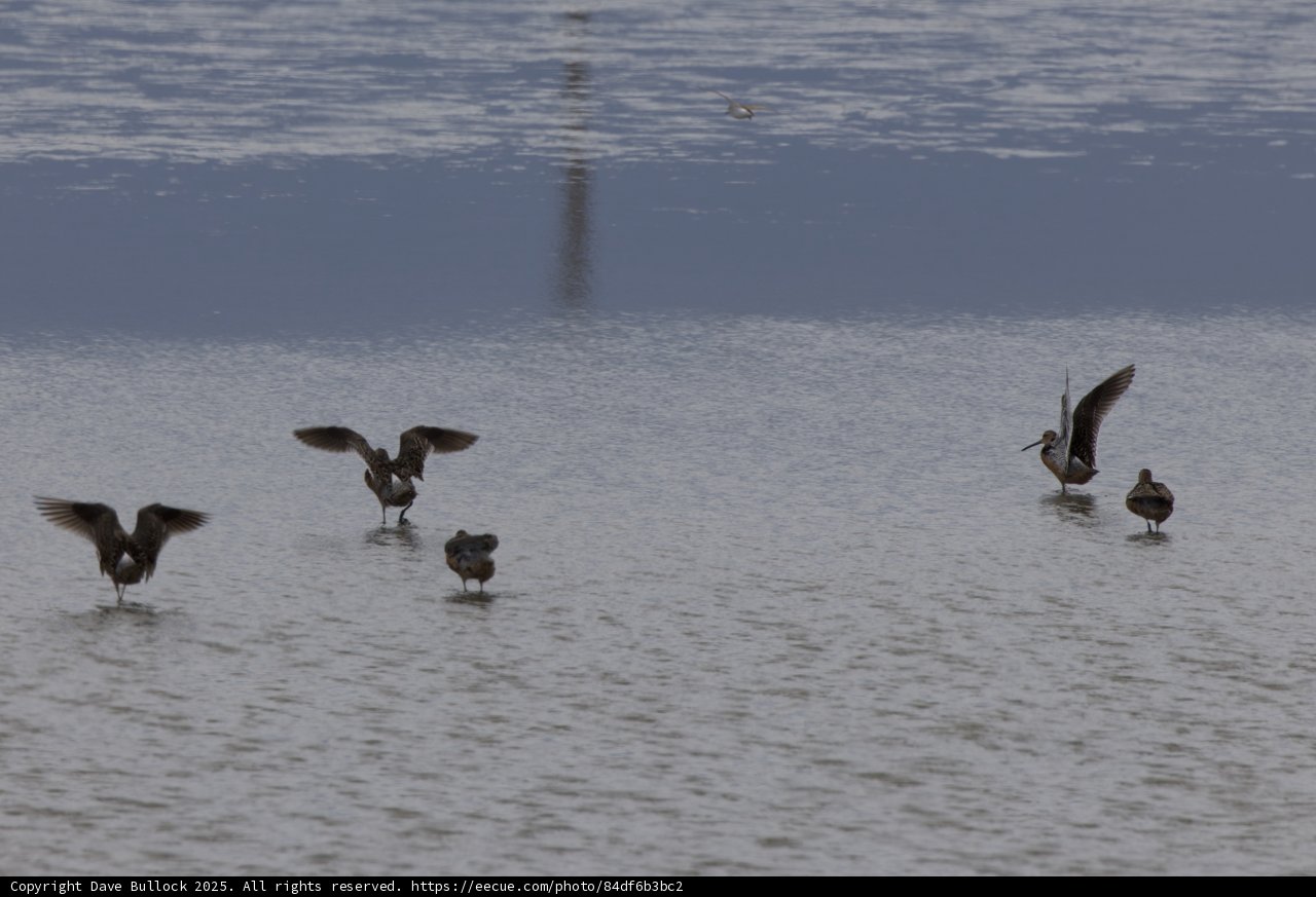 A Graceful Gathering