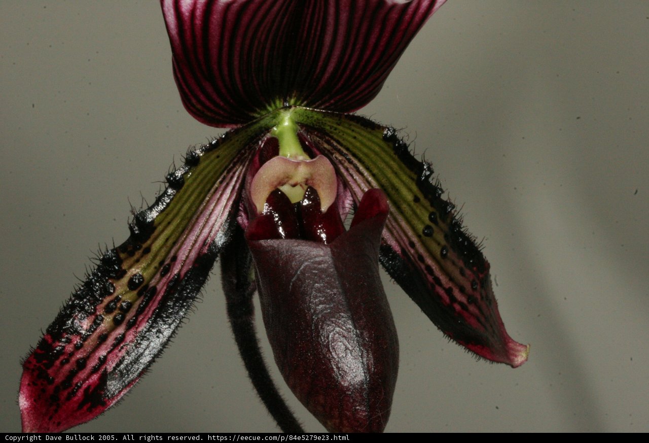 Striking Red and Black Orchid