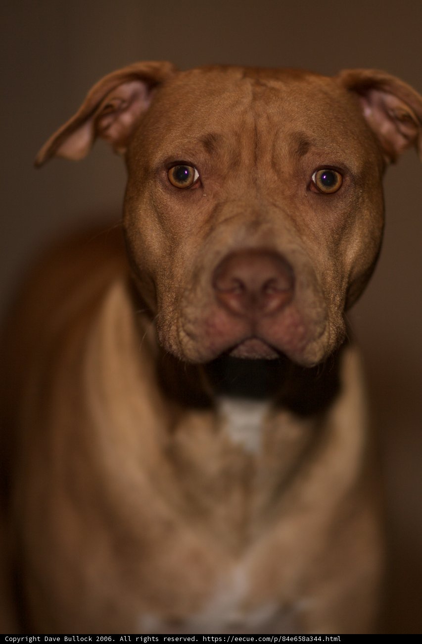 Big Head, Big Nose