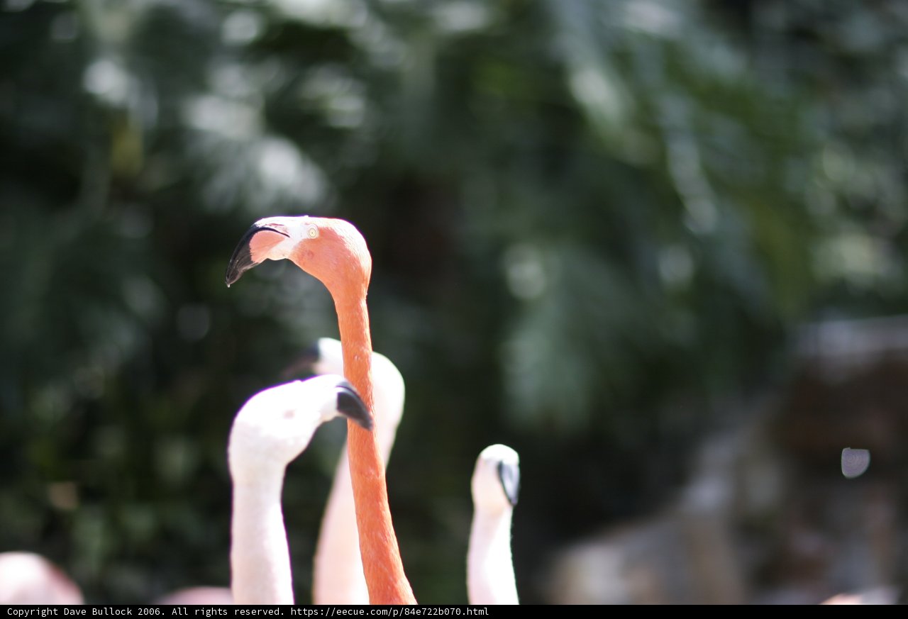 Flamingos in the Wild