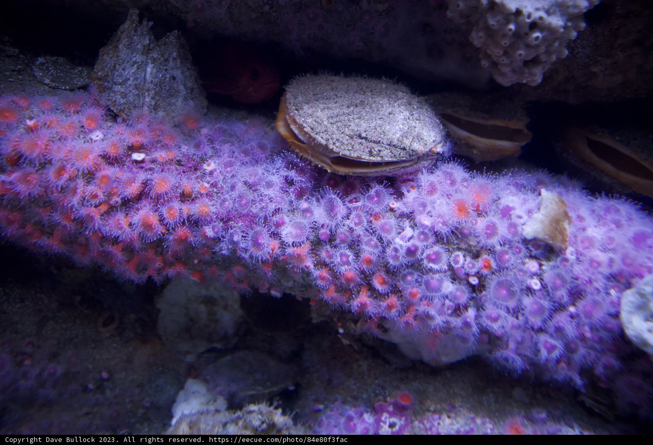 Underwater Symphony: Monterey Bay's Purple Sea Urchins