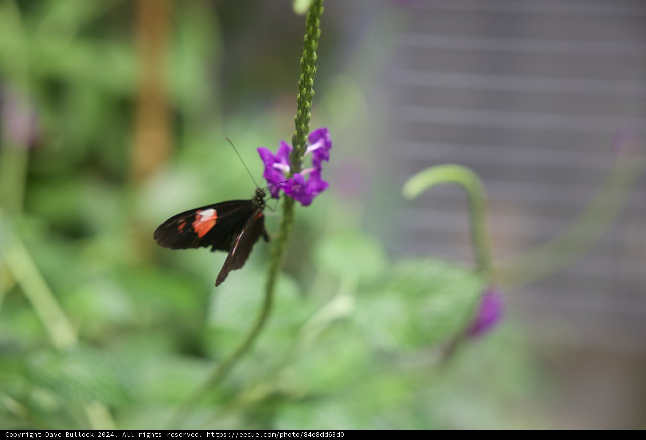 Serenity in Color: Black and Red Butterfly on Purple Blossom