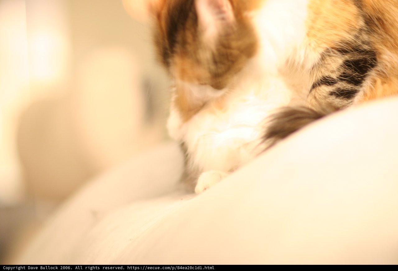 Furry Friend's Playtime on the Couch