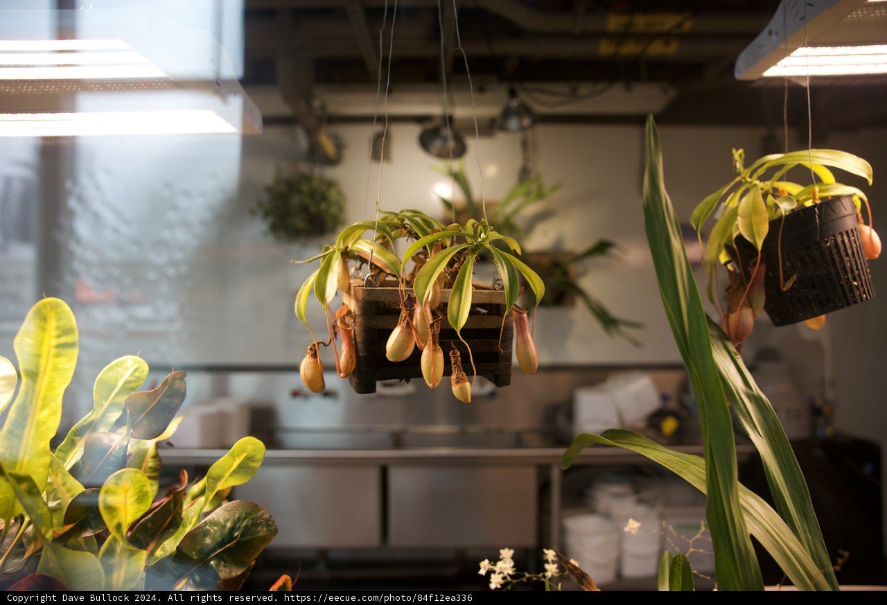 Aerial Gardening: Embracing the Offbeat Nature Decor