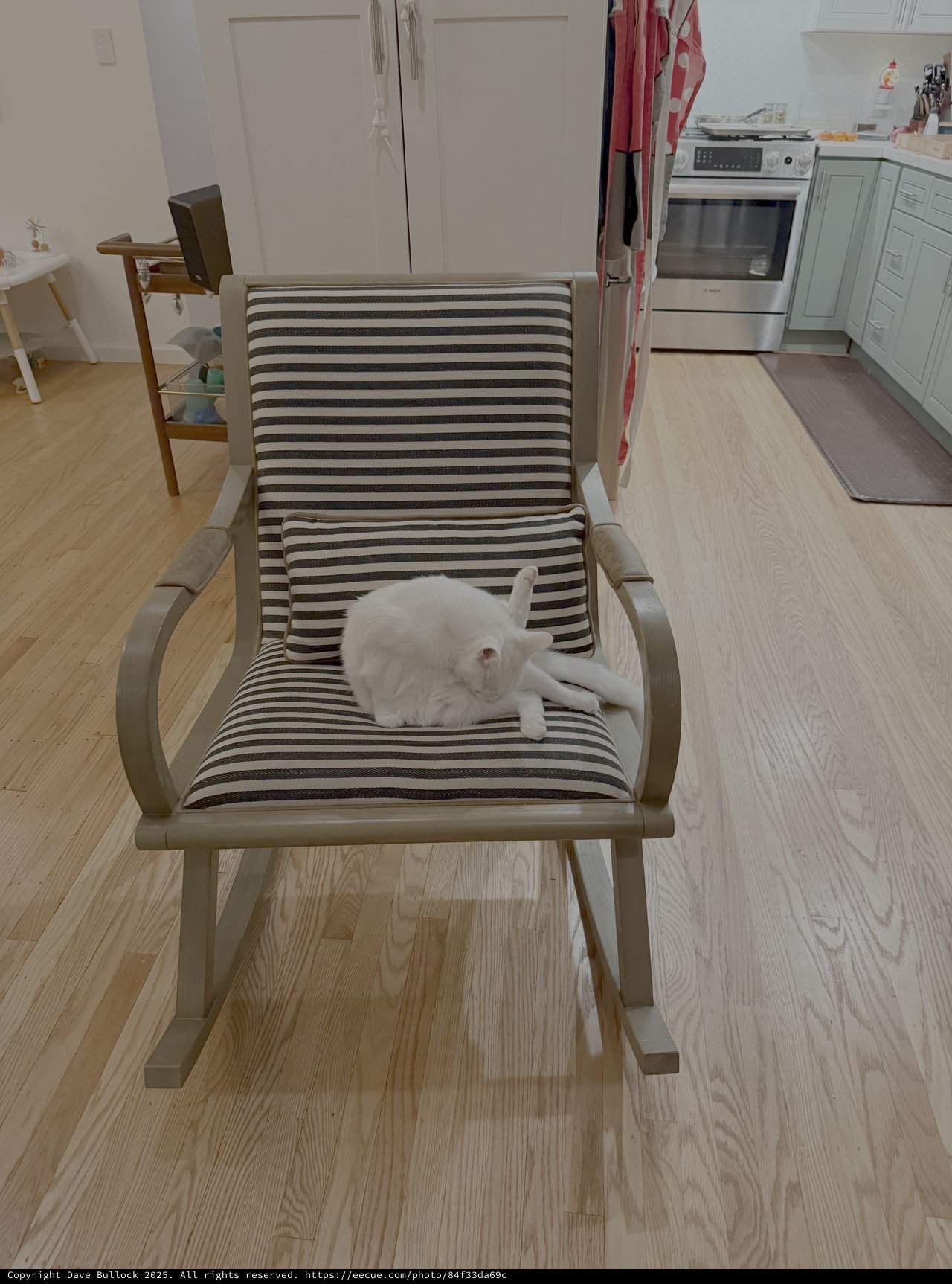 White Cat Relaxing on Striped Chair
