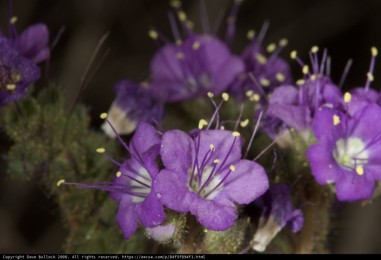 Purple Geraniums in the Desert