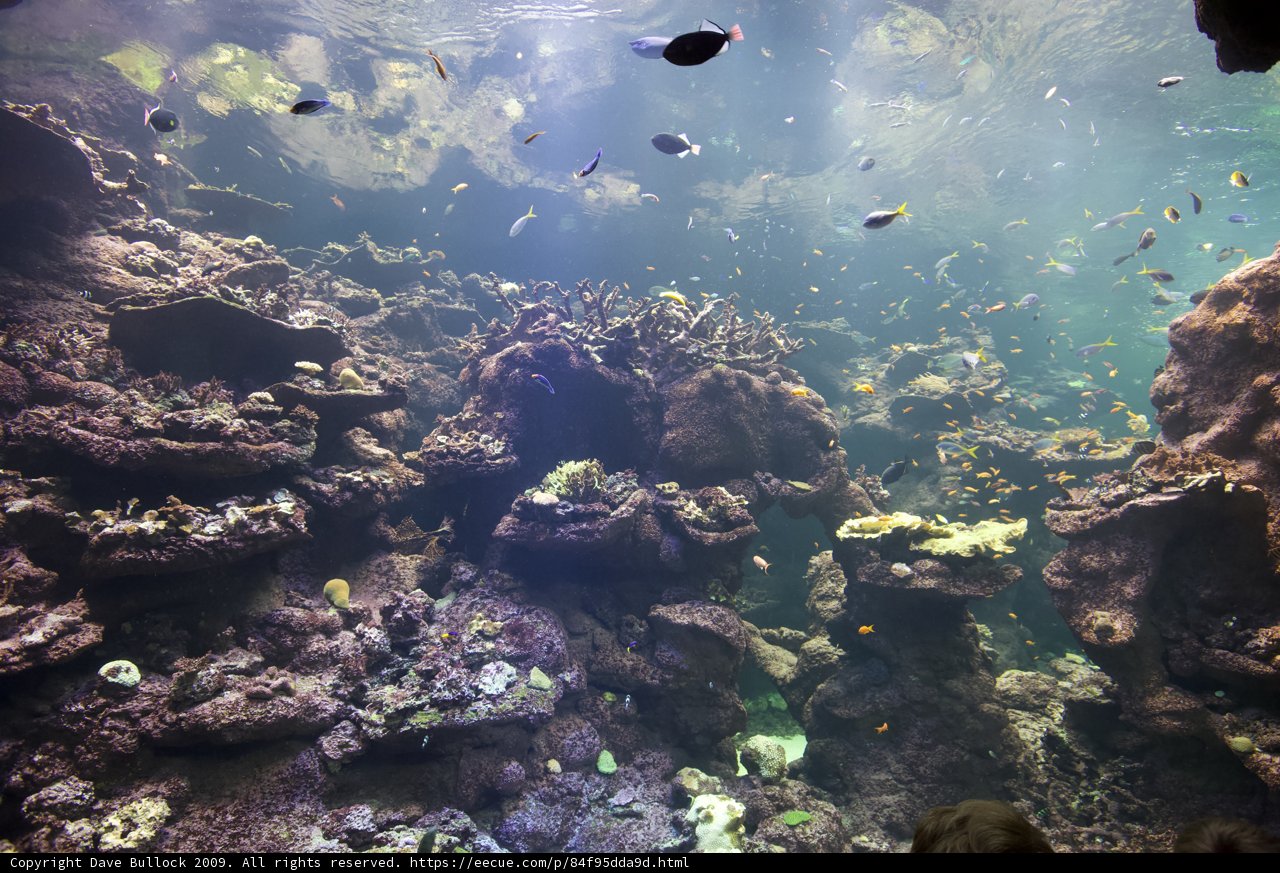 Stunning Sea Life at Cal Science Center Aquarium
