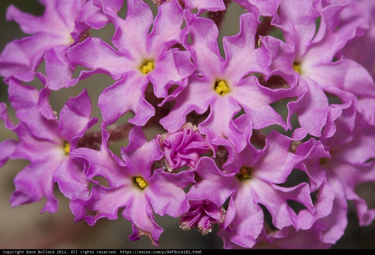 Purple Geranium Flowers with Yellow Centers