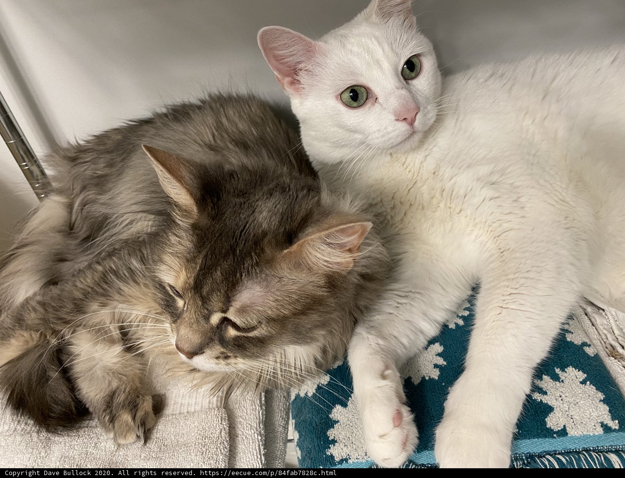 Feline Friends Relaxing on a San Francisco Blanket