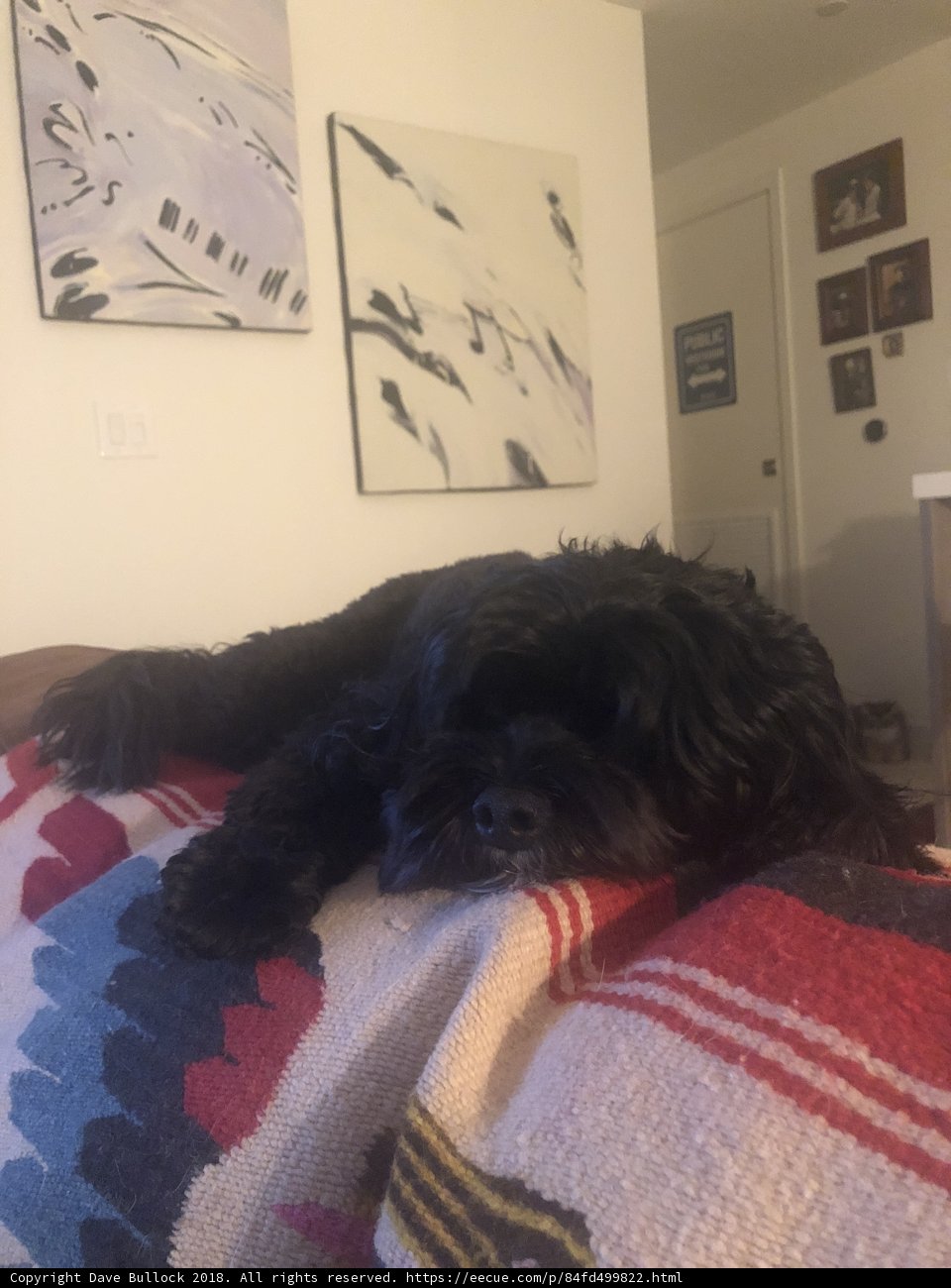 Cozy Canine on a Blanket Bed