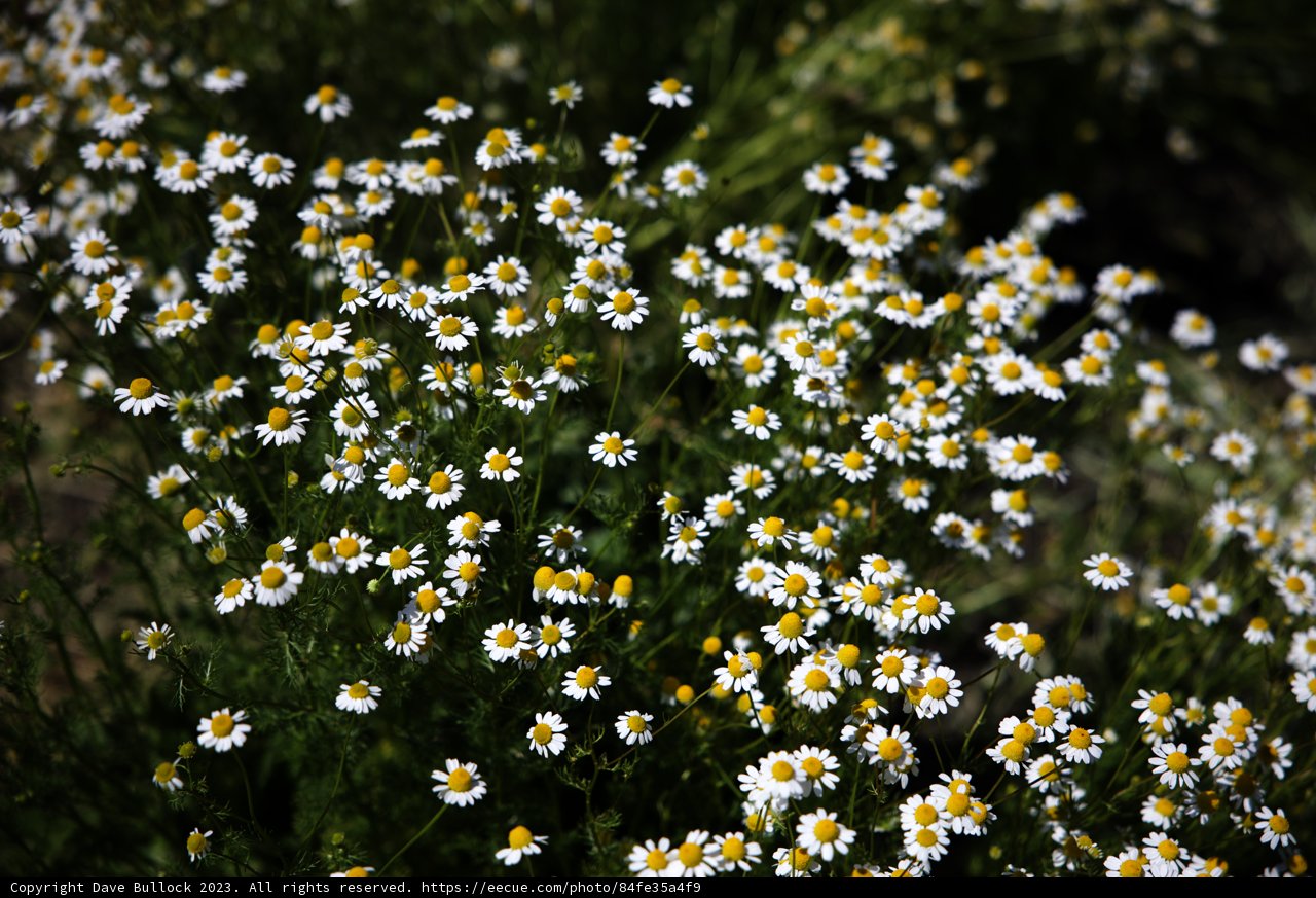 Radiant Daisy Blooms