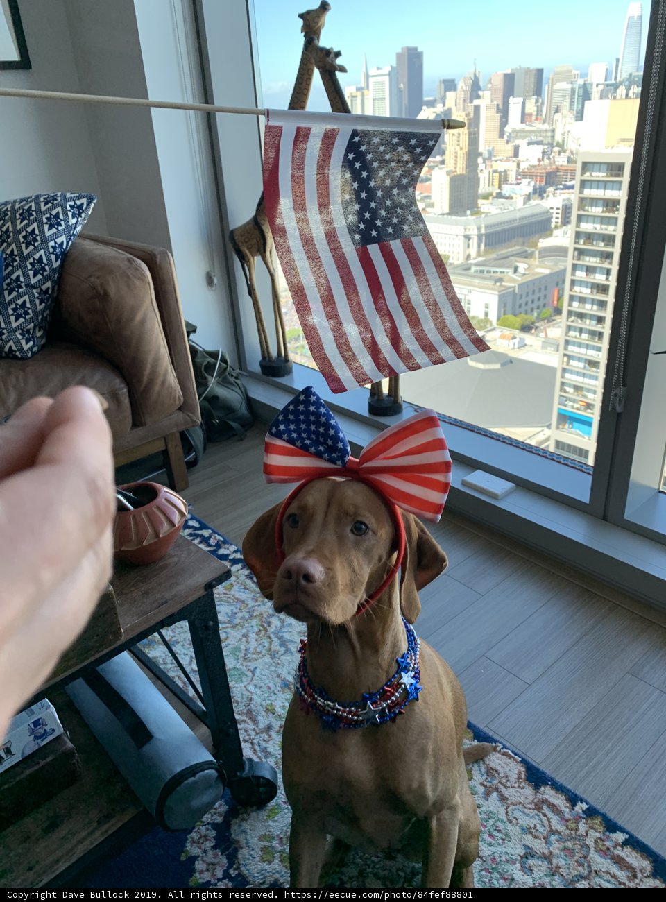 Patriotic Pooch