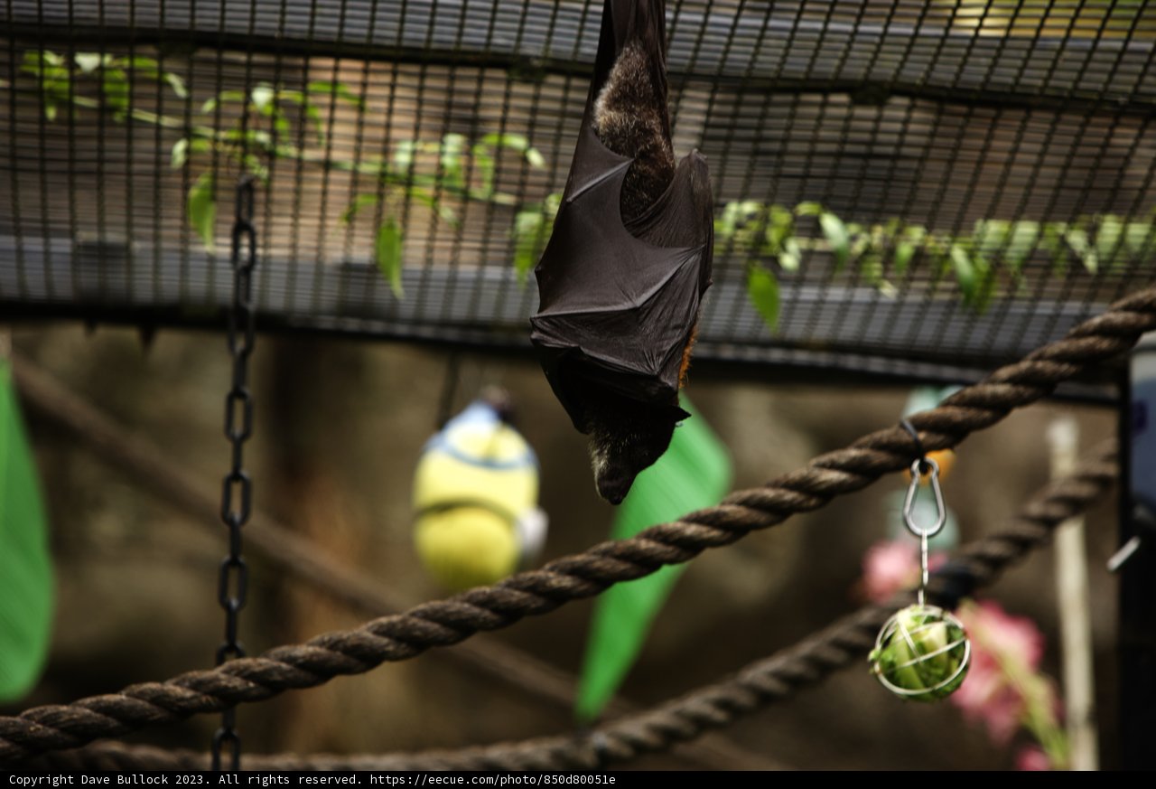 The Unconventional Tennis Spectator at Oakland Zoo