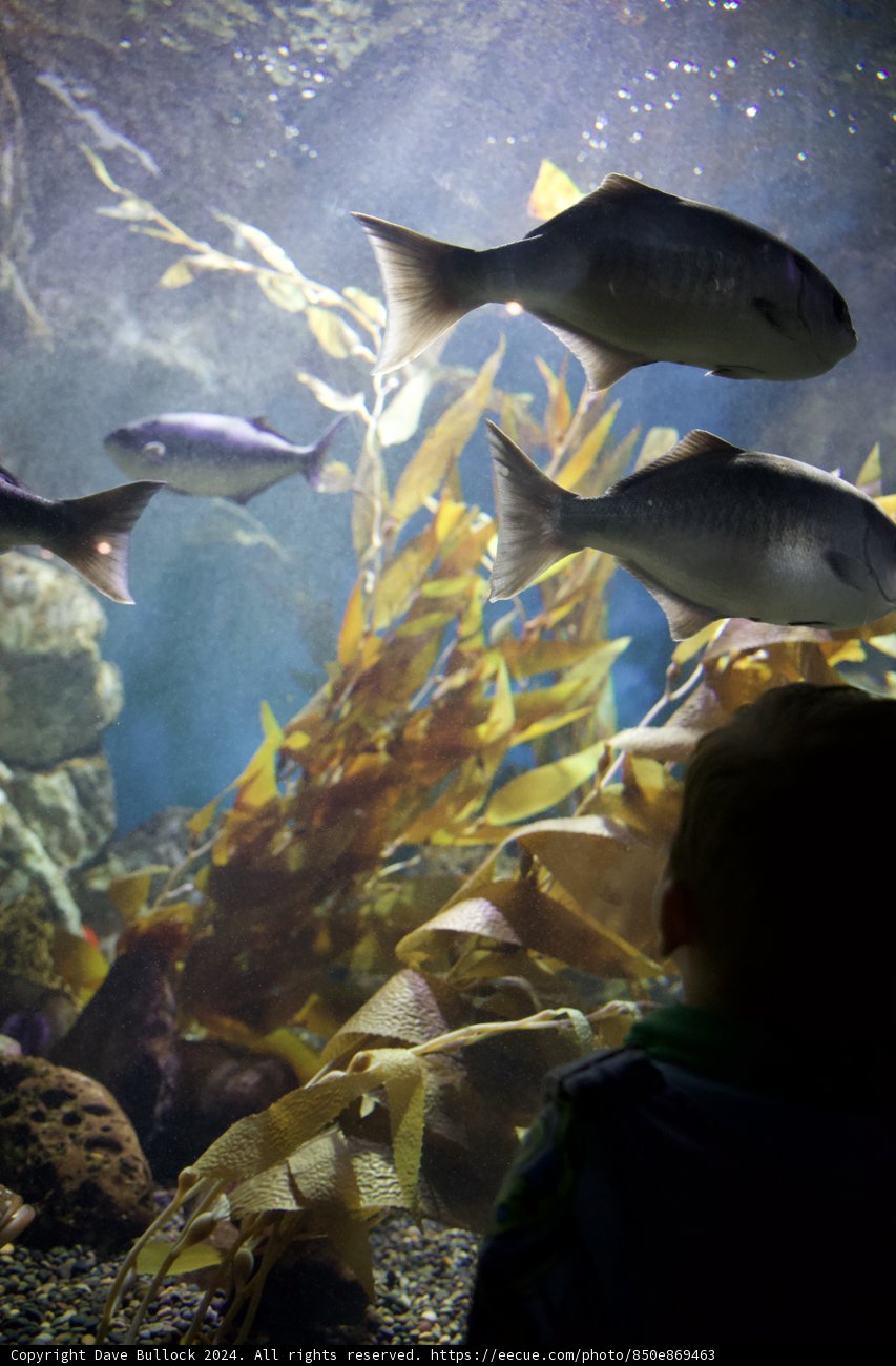 Underwater Exploration at the California Academy of Sciences