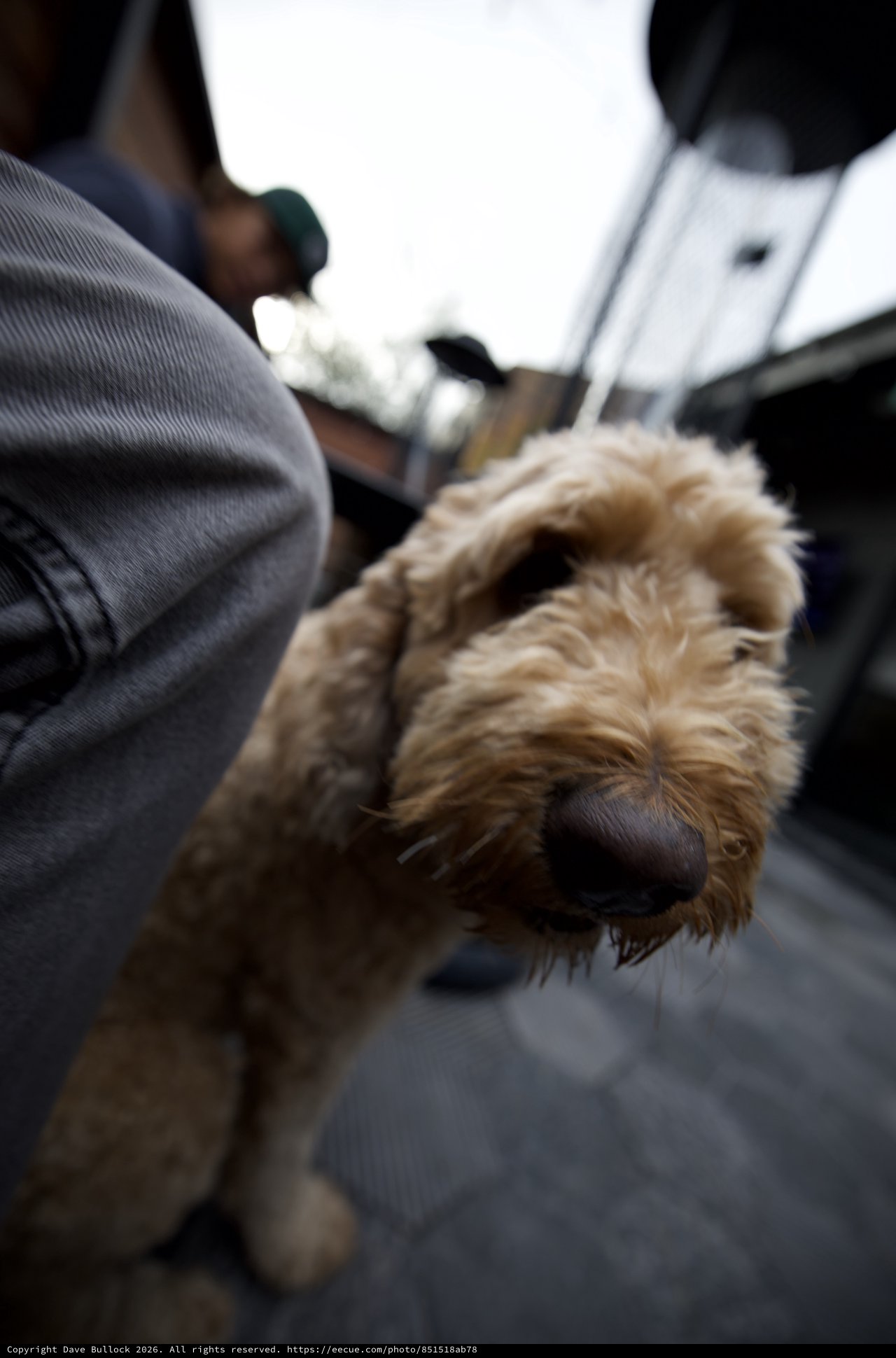 Curious Dog Portrait on City Street
