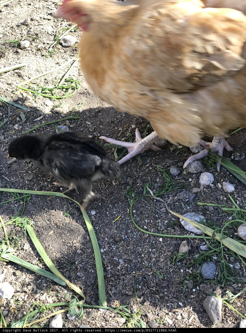 Mother Hen and Her Chick