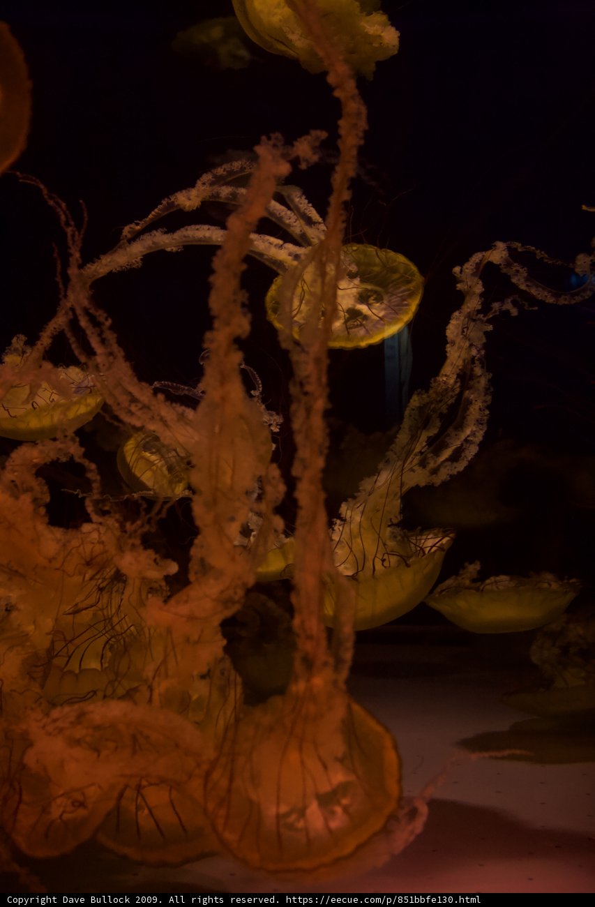 Immersed in Aquatic Beauty