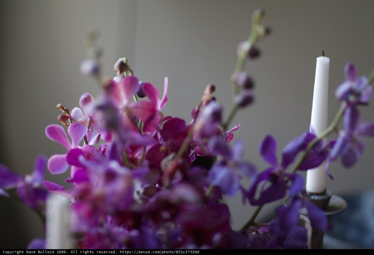 Purple Blooms and Candlelight