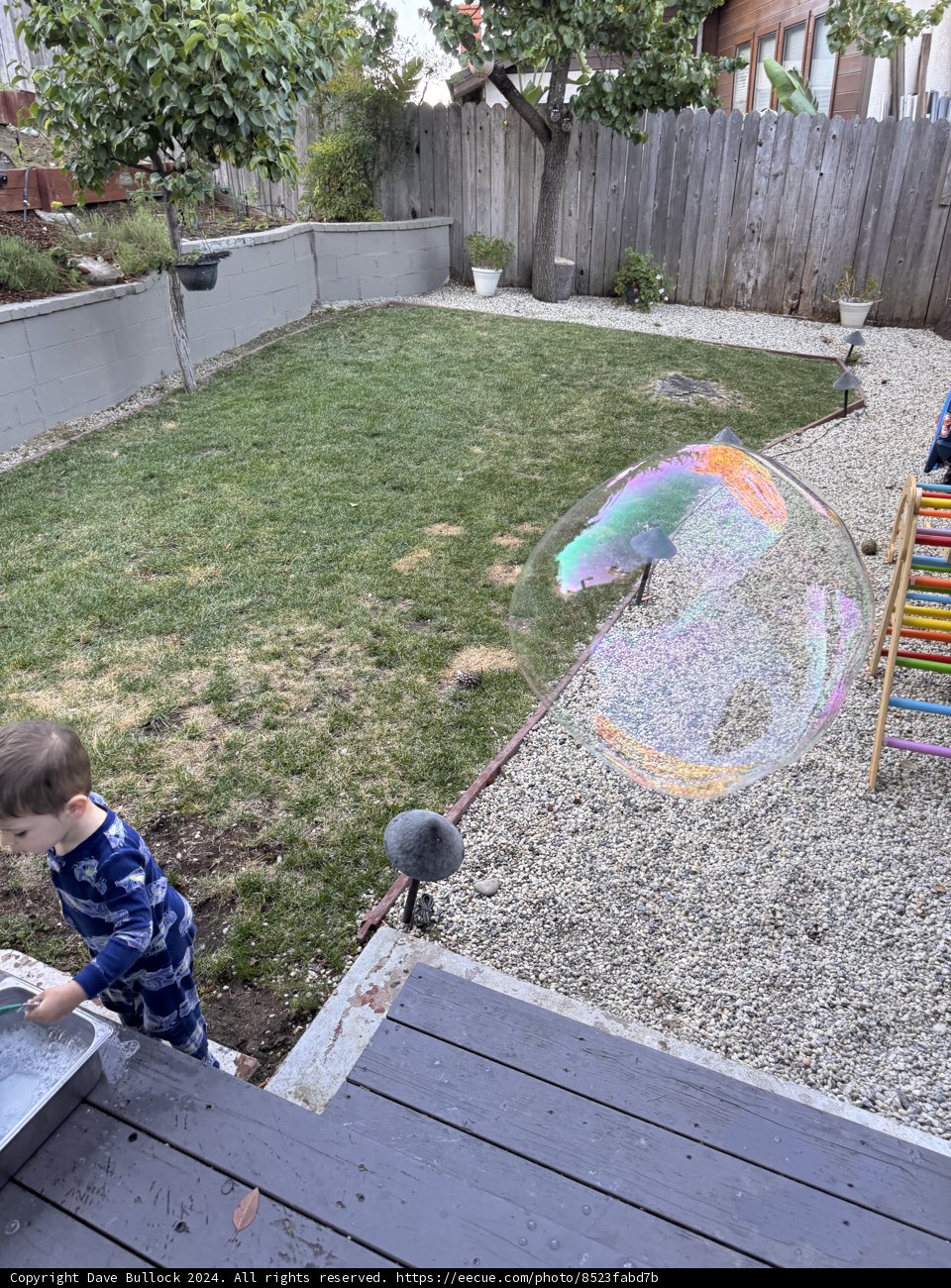 Backyard Magic in Summer
