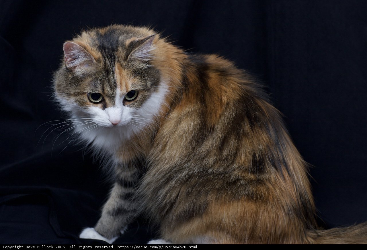 Calico Cat on Black