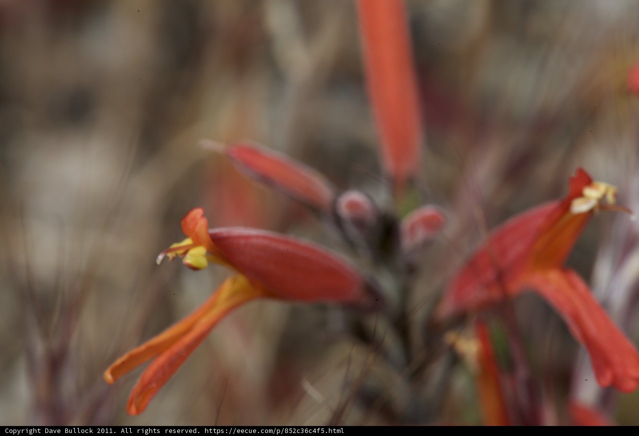 Red Acanthaceae Flower Close-Up