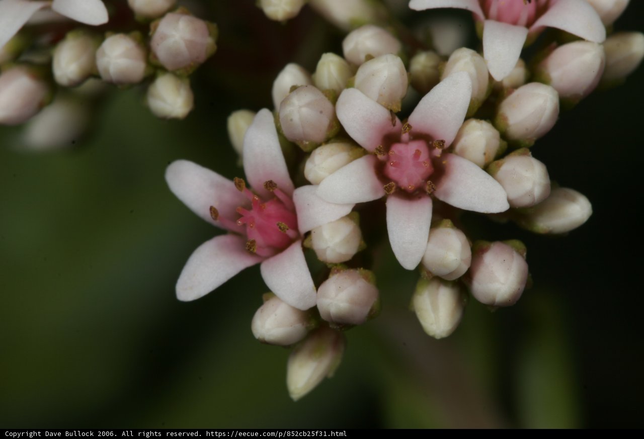 A Blooming Beauty