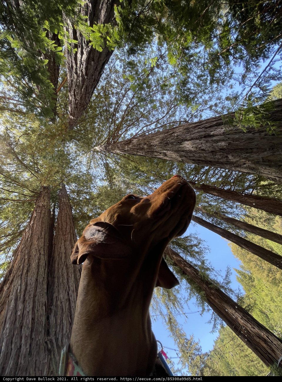 In Awe of the Redwoods