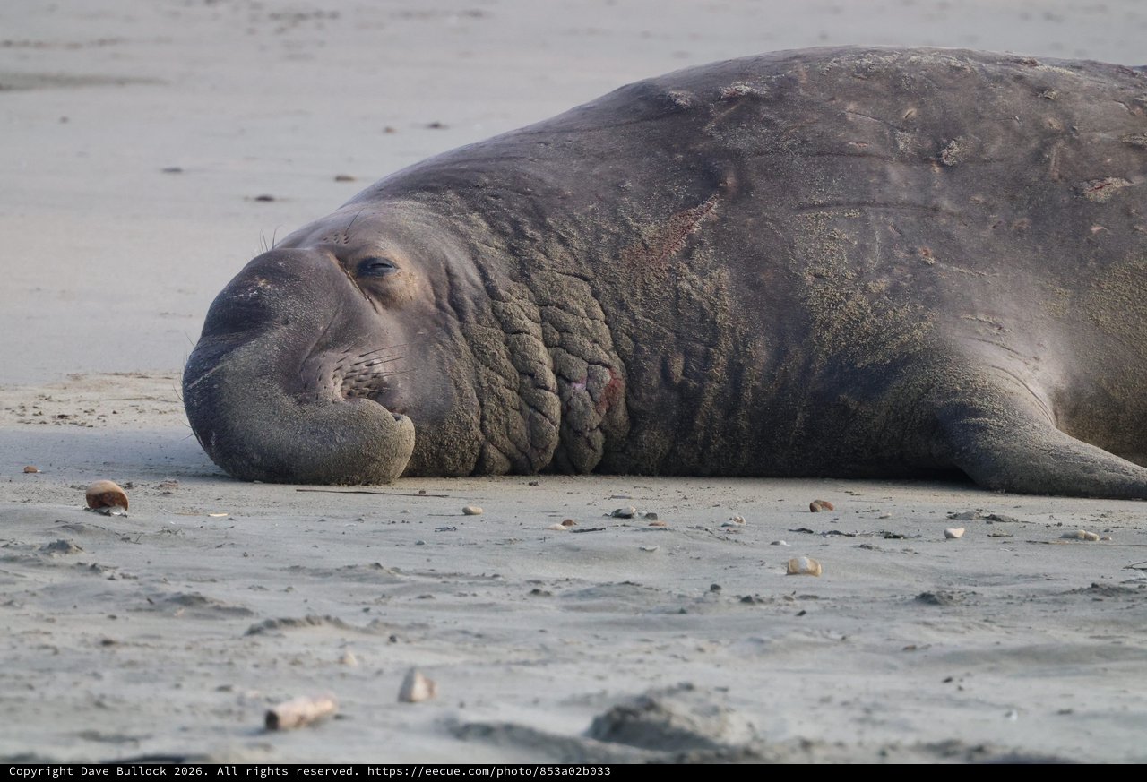 Elephant Seal Resting on Drakes Beach Shore
