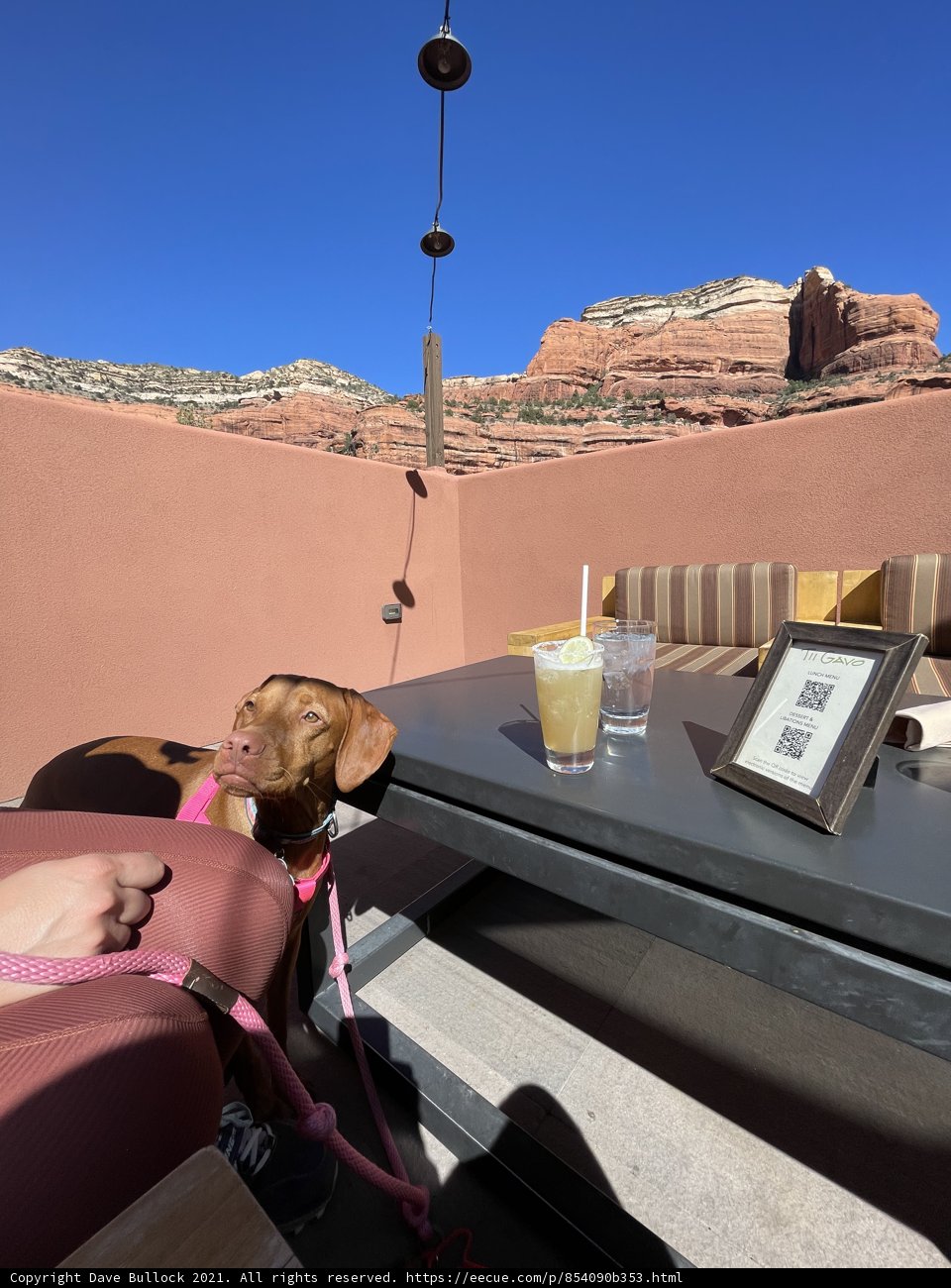 Canine Retreat with a View