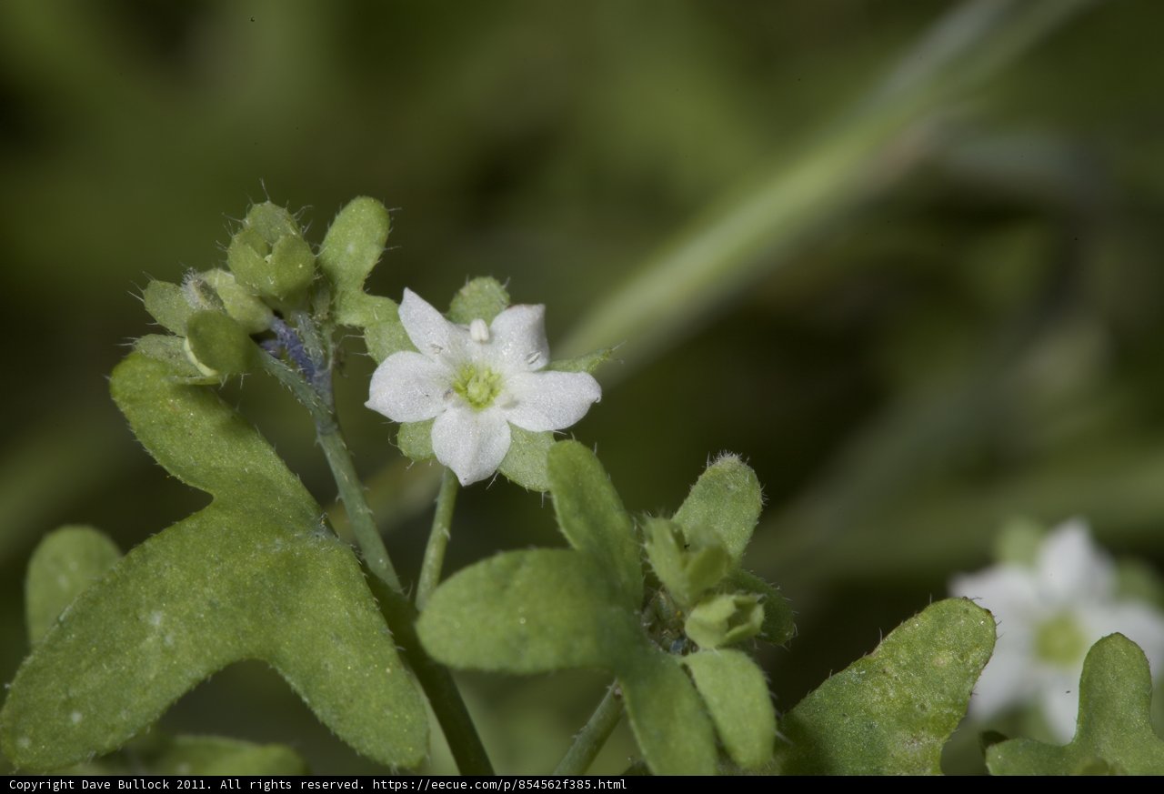 Geranium Blossom in Full Bloom
