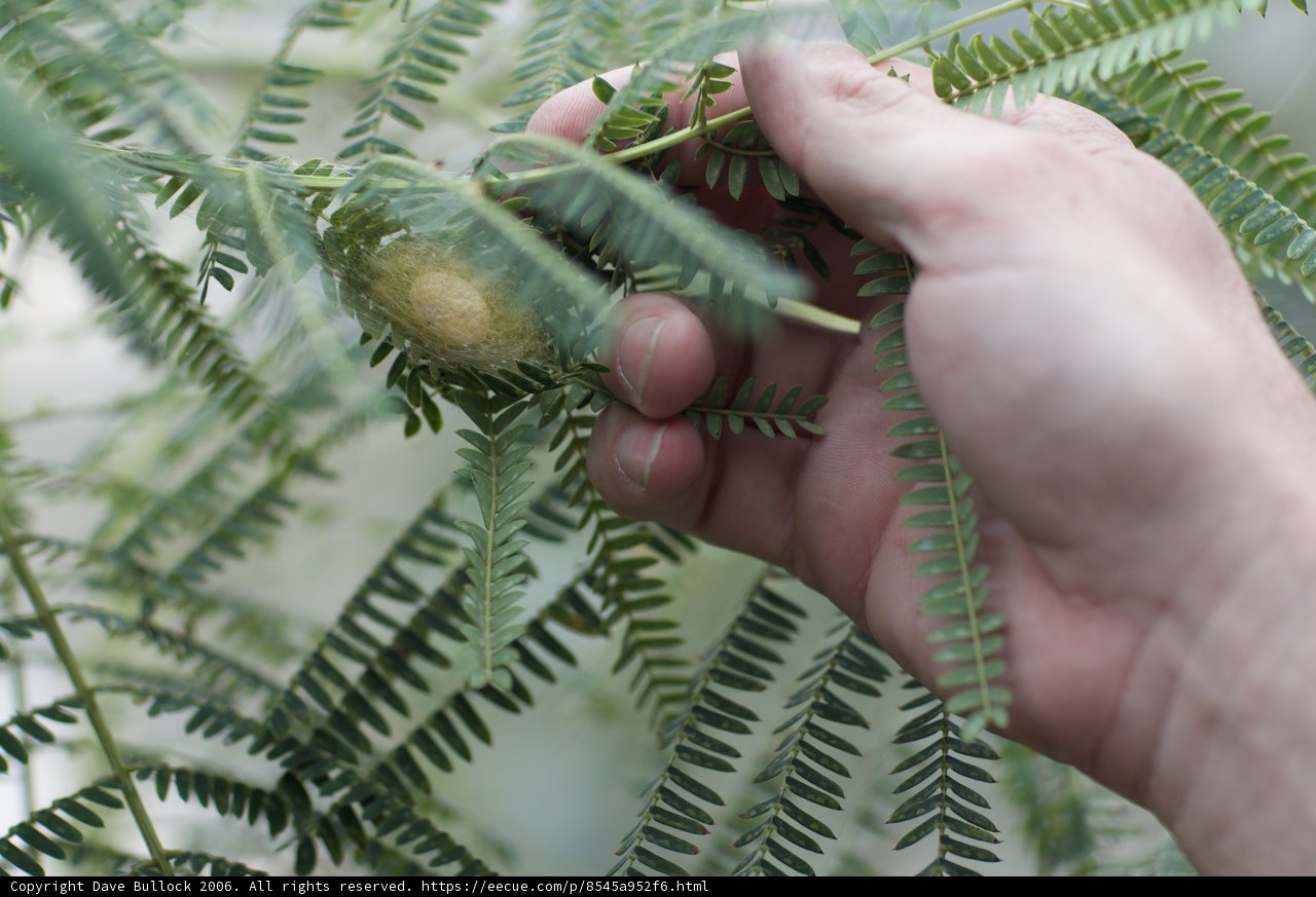 The Green Thumb