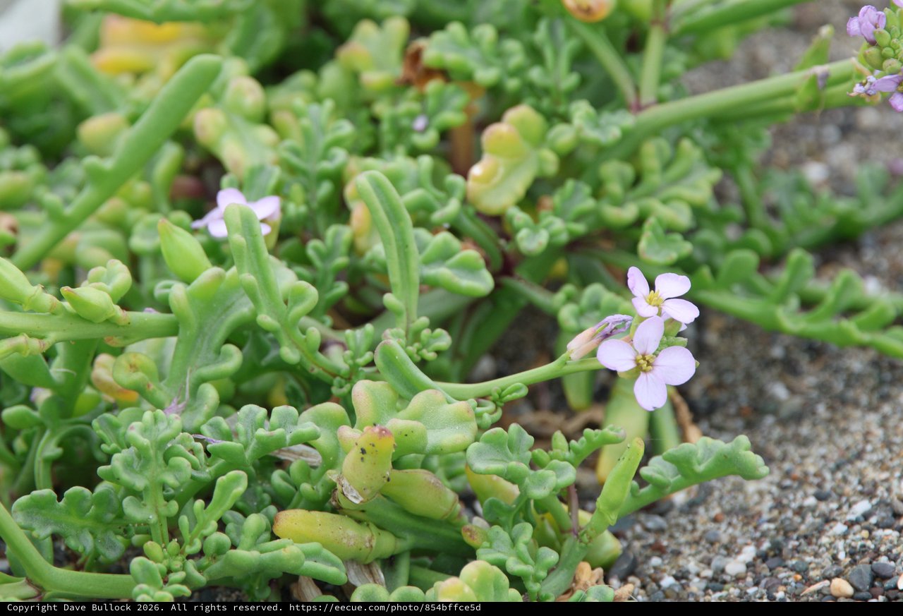 Delicate Sea Rocket Blooms on Sandy Coastal Shore