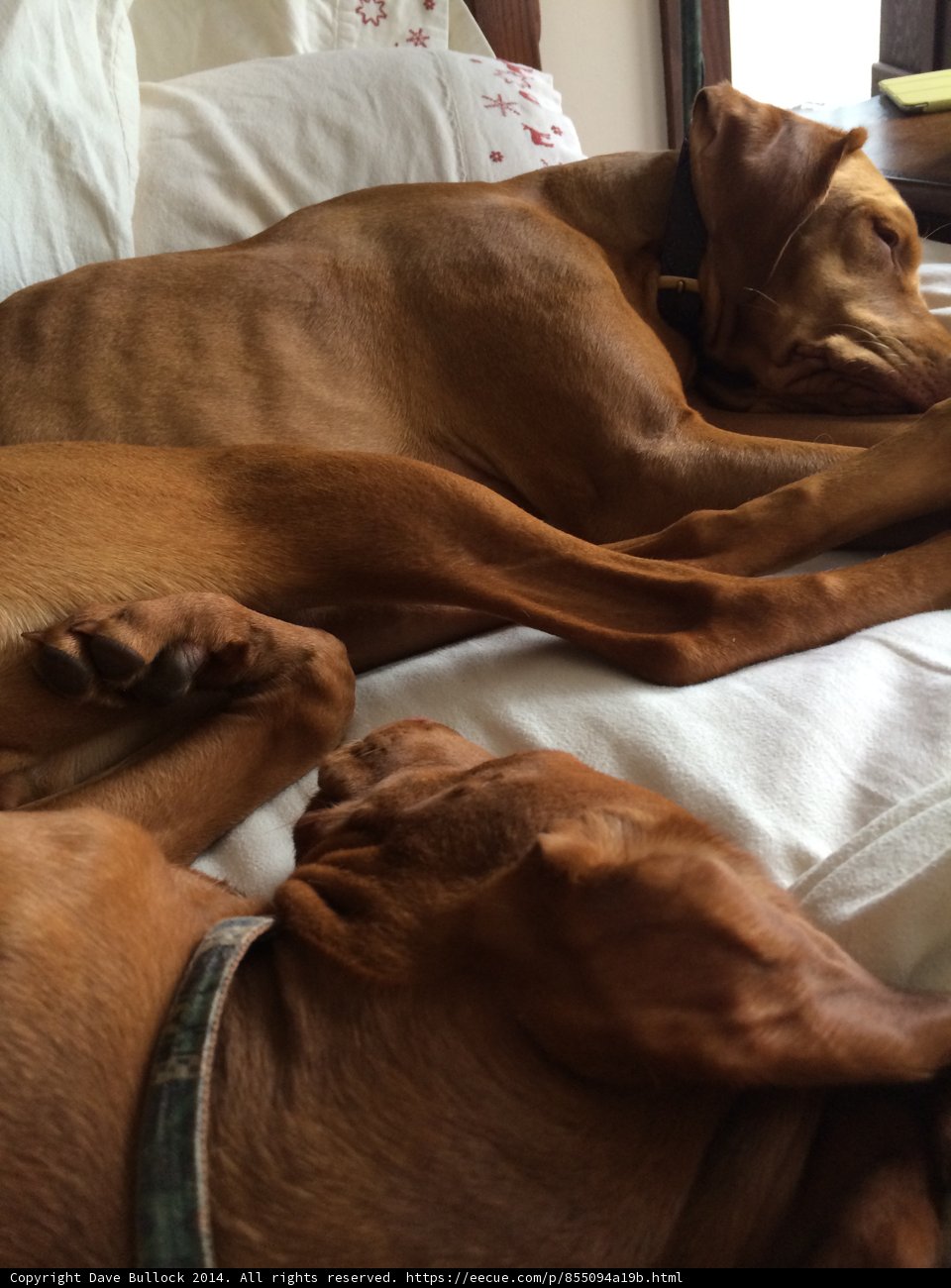 Snuggled Up Pups