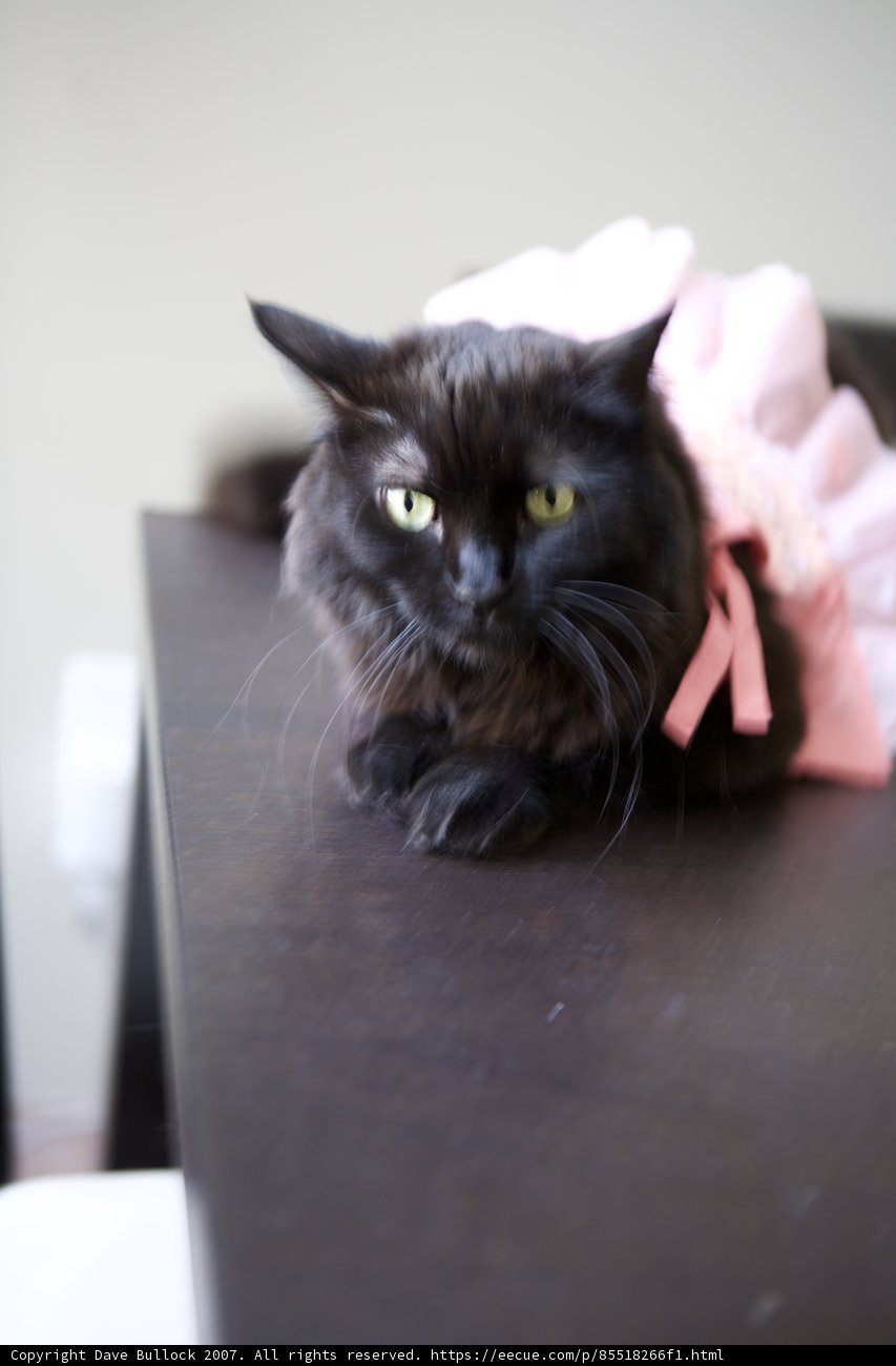Isabella the Fashionable Feline