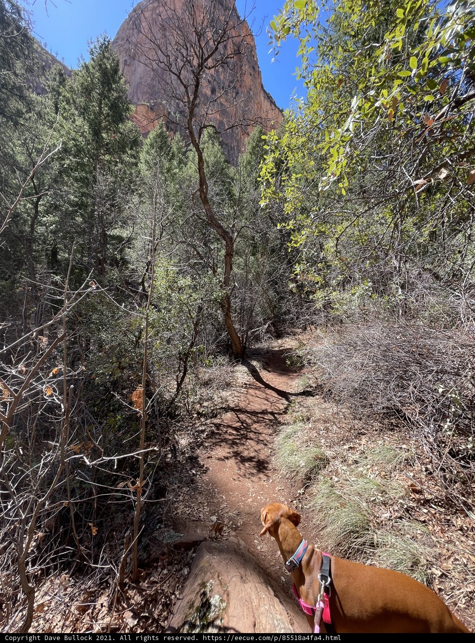 Woods Adventure with a Furry Pal