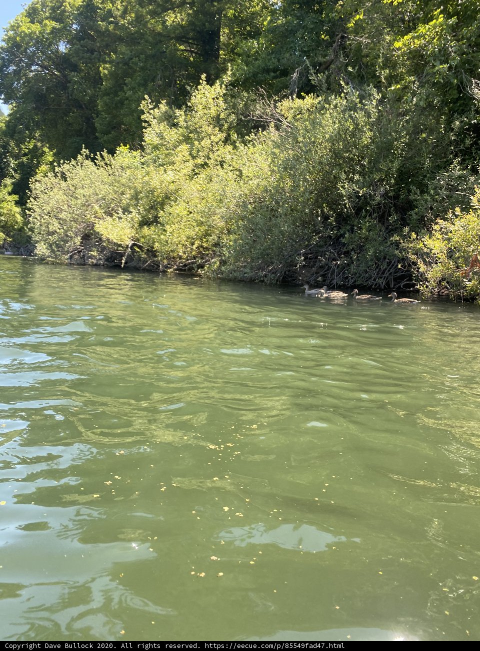 Floating in the Russian River